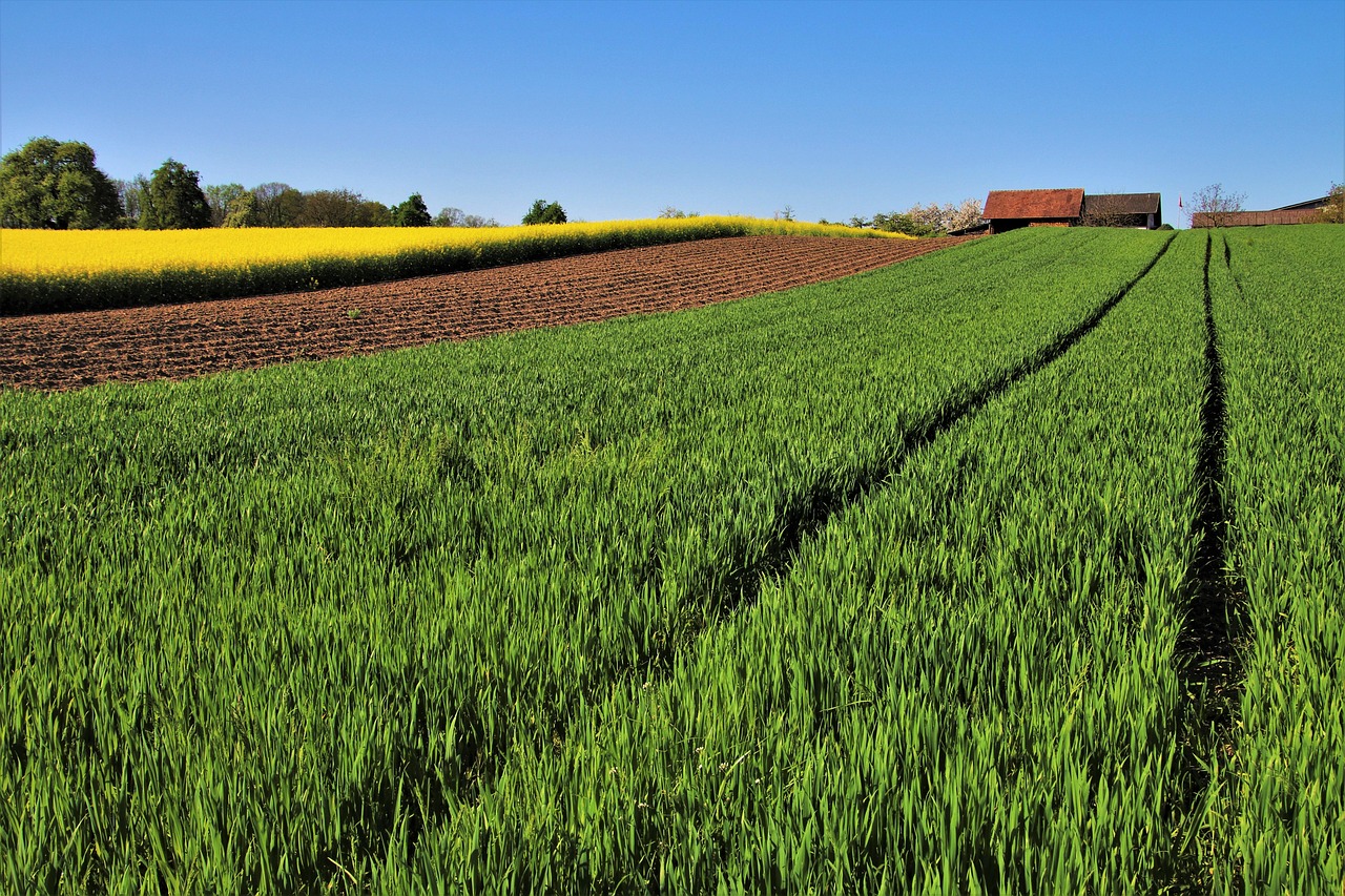 Terreno agricolo ereditato con alberi e coltivazioni, simbolo di opportunità e responsabilità.