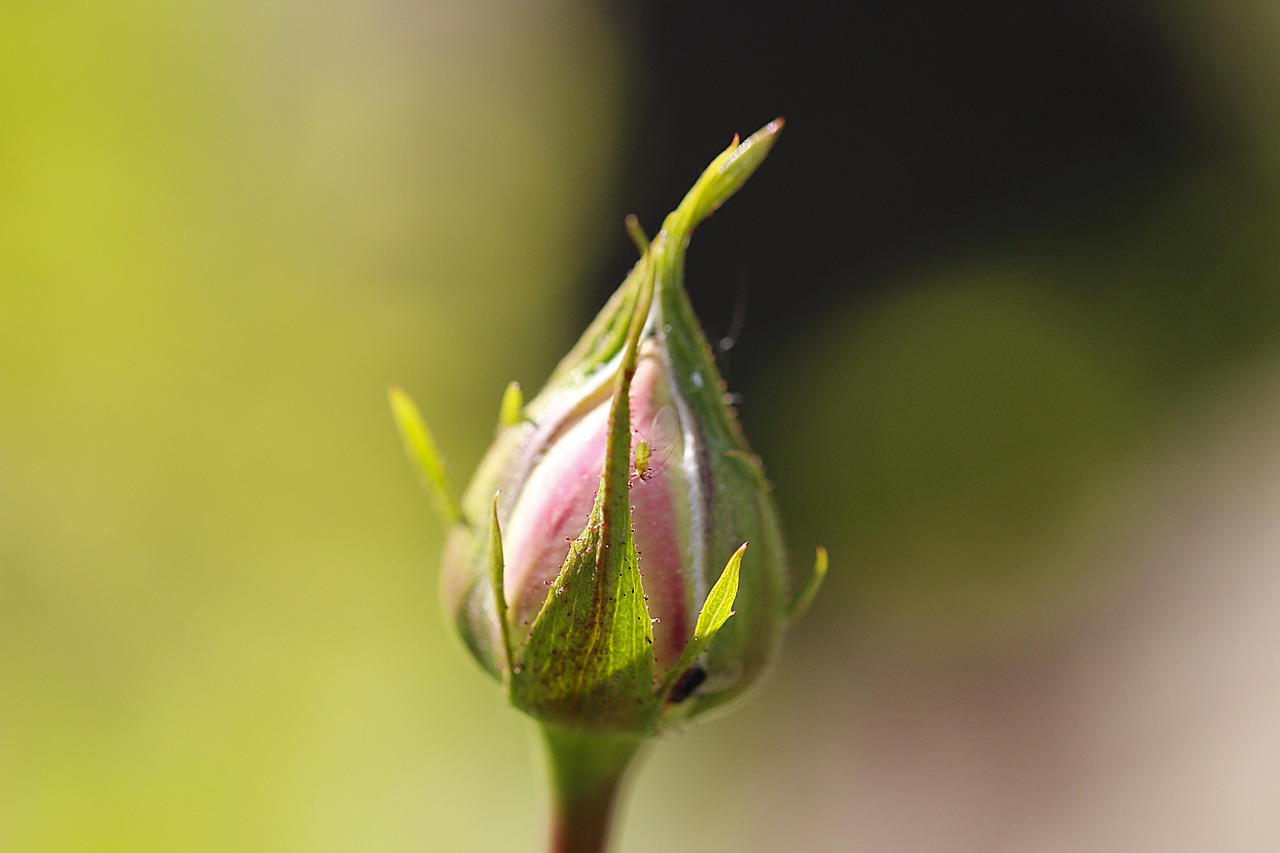 Immagine di afidi verdi su una rosa, evidenziando il problema delle infestazioni.