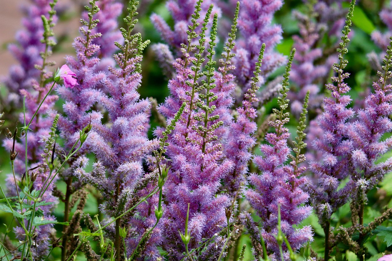 Aiuola fiorita con perenni resistenti che richiedono poca manutenzione.